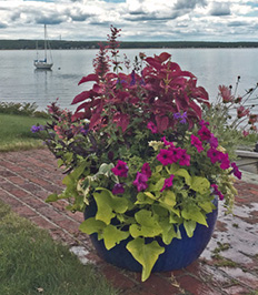 Flowers, Organic Fruits and Vegetable. Specializing in Shade Gardens