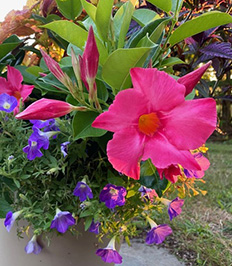 Flowers, Organic Fruits and Vegetable. Specializing in Shade Gardens