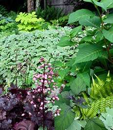 Flowers, Organic Fruits and Vegetable. Specializing in Shade Gardens