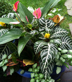 Flowers, Organic Fruits and Vegetable. Specializing in Shade Gardens